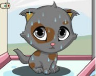 Cute kitten cicás játékok