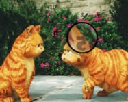 Garfield hidden numbers online